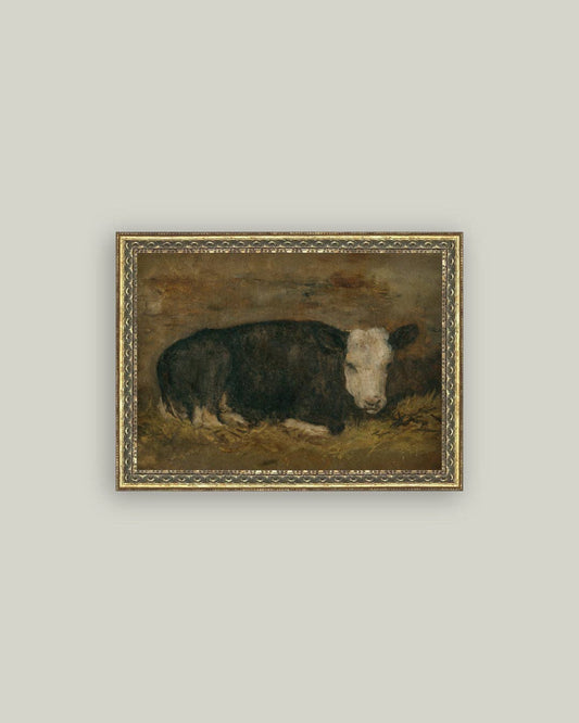 Lying Cow in Shed