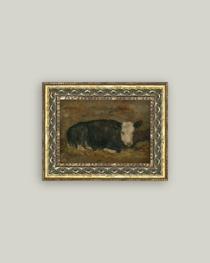 Lying Cow in Shed