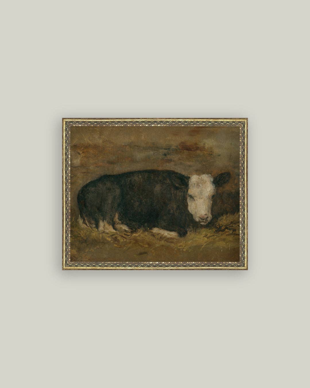 Lying Cow in Shed