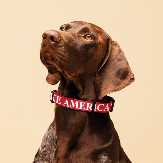 Make America Great Again Pet Collar